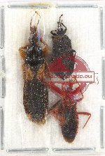 Scientific lot no. 864 Heteroptera (3 pcs A2)