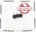 Scientific lot no. 867 Heteroptera (3 pcs)