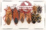 Scientific lot no. 863 Heteroptera (8 pcs A, A-, A2)