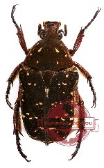 Protaetia (Protaetiola) candezei Lansberge