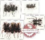 Scientific lot no. 56 Cicindelidae (17 pcs A, A-, A2)