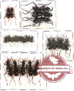 Scientific lot no. 57 Cicindelidae (27 pcs A, A-, A2)