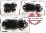 Scientific lot no. 109 Passalidae (4 pcs)