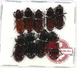 Scientific lot no. 119 Passalidae (9 pcs A2)