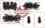 Scientific lot no. 104 Passalidae (8 pcs)