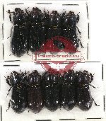 Scientific lot no. 118 Passalidae (9 pcs)