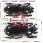 Scientific lot no. 114 Passalidae (2 pcs)