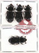 Scientific lot no. 123 Passalidae (4 pcs A2)