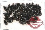 Hydrophilidae Scientific lot no. 111 (50 pcs)