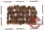 Hydrophilidae Scientific lot no. 113 (51 pcs)