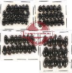 Hydrophilidae Scientific lot no. 110 (70 pcs)