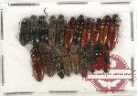 Scientific lot no. 119 Elateridae (20 pcs)