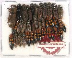 Scientific lot no. 110 Elateridae (36 pcs)