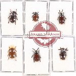 Scientific lot no. 376 Chrysomelidae (6 pcs)