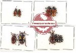 Scientific lot no. 385 Chrysomelidae (9 pcs)