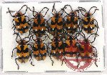 Scientific lot no. 382 Chrysomelidae (10 pcs)