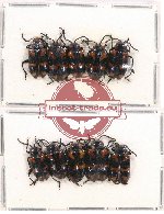 Scientific lot no. 381 Chrysomelidae (10 pcs)