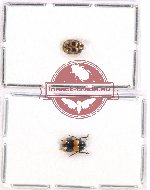 Scientific lot no. 379 Chrysomelidae (2 pcs)