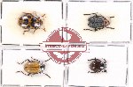 Scientific lot no. 378 Chrysomelidae (4 pcs)