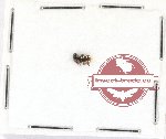 Scientific lot no. 386 Chrysomelidae (Cryptocephalini) (3 pcs)