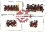 Scientific lot no. 384 Chrysomelidae (15 pcs)