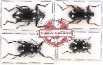 Scientific lot no. 278 Tenebrionidae (4 pcs)