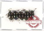 Scientific lot no. 270 Tenebrionidae (5 pcs)