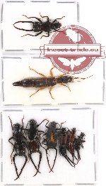 Scientific lot no. 118 Dermaptera (8 pcs A, A-, A2)