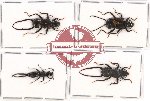 Scientific lot no. 119 Dermaptera (4 pcs)
