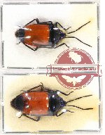 Scientific lot no. 888 Heteroptera (2 pcs)