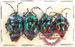 Scientific lot no. 890 Heteroptera (4 pcs)