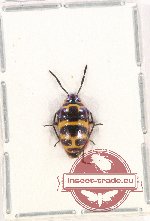 Scientific lot no. 885 Heteroptera (Chrysocoris fascialis White) (1 pc)