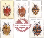 Scientific lot no. 895 Heteroptera (5 pcs)