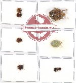 Scientific lot no. 911 Heteroptera (9 pcs)