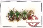 Scientific lot no. 889 Heteroptera (4 pcs)