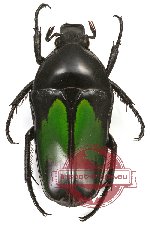 Dicheros (Coryphocera) modestus ssp. kachikun