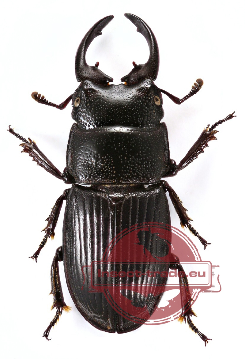 LUCANIDAE Aegus philippinensis banggaiensis Peleng Male25mm+ ....!! Insect 