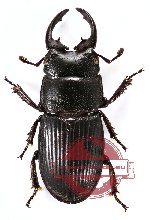 Aegus nishikawai