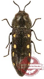 Acmaeodera saxicola minoa (9 pcs)