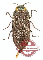 Anthaxia nigrojubata inexpectata (5 pcs)