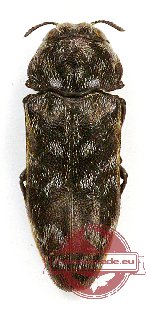 Coraebus cf. delicatus (5 pcs)