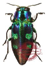 Chrysobothris (s.str.) chrysogaster (A-)