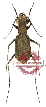 Myriochila melancholica (A-/A2)