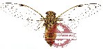 Cicadidae sp. 6 (SPREAD)