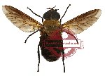 Diptera sp. 19 (SPREAD) (10 pcs)