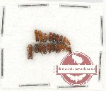 Scientific lot no. 135 Scolytidae (20 pcs)