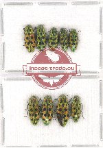 Scientific lot no. 94 Buprestidae (9 pcs A-)