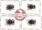 Scientific lot no. 596 Coprophaga (4 pcs)