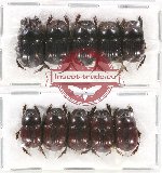 Scientific lot no. 594 Coprophaga (10 pcs)