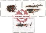 Scientific lot no. 85 Brenthidae (7 pcs)